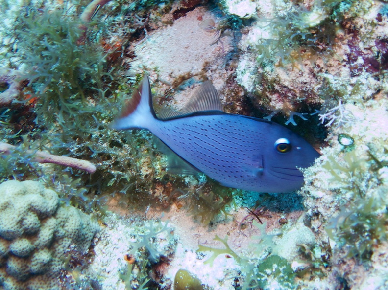 Sargassum Triggerfish IMG_5174.jpg